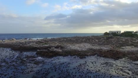 Penguins-and-Cormorants-in-Betty's-Bay,-South-Africa