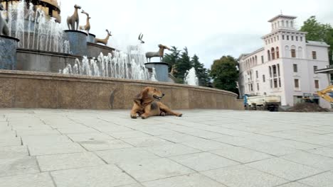 Der-Hund-liegt-auf-der-Straße,-Georgia,-Kutaissi