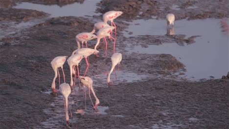 migrierte-Flamingos-zu-Fuß-und-Filter-Fütterung