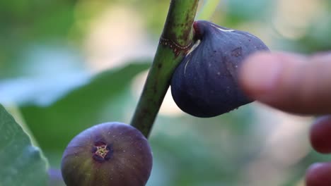 The-woman-picks-the-figs-from-the-tree