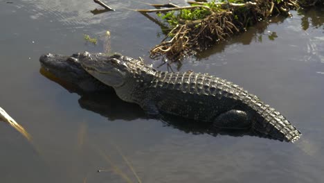 Krokodil-Paarungszeit
