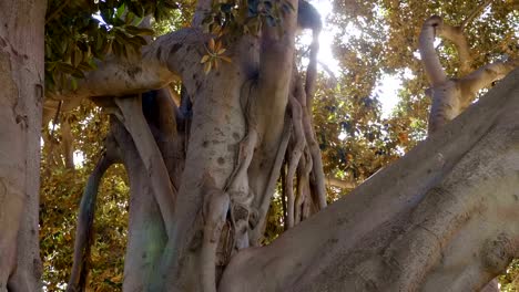 Big-ficus-in-Valencia-or-banyan-tree---is-huge-tree-in-Spain