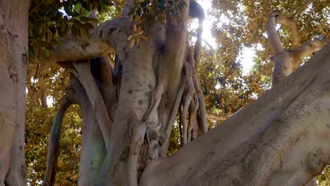 Big-ficus-in-Valencia-oder-Banyan-Baum-ist-ein-riesiger-Baum-in-Spanien