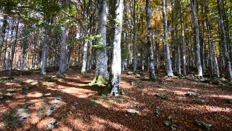 die-Herbstwälder-werden-rot