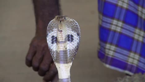 SLOW-MOTION:-Indian-snake-charmer-with-cobras