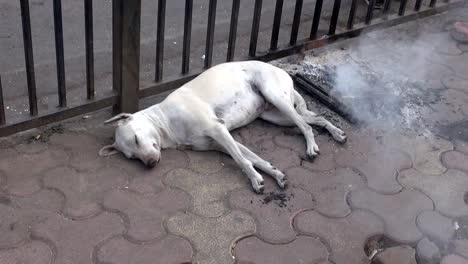 Perro-durmiendo-y-el-humo-de-un-fuego-en-Mumbai-street,-India