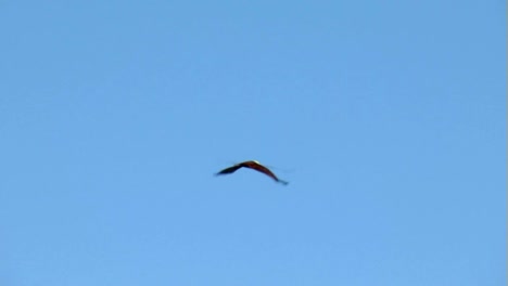 Eagle-Soaring-Through-Clear-Sky,-Brahminy-Kite,-Bald-Sea-Hawk