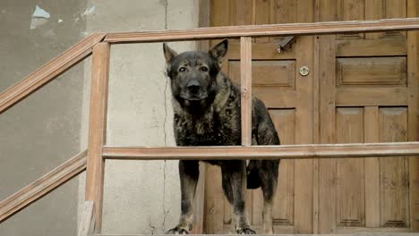 Angry-dog-guards-the-house-on-the-steps,-Mestia,-Georgia