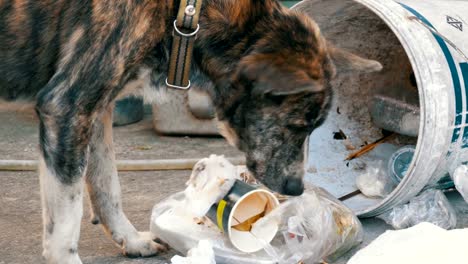 Obdachlose,-Thin-und-hungrigen-Hund-kramt-in-einer-Mülltonne-auf-der-Straße.-Asien,-Thailand