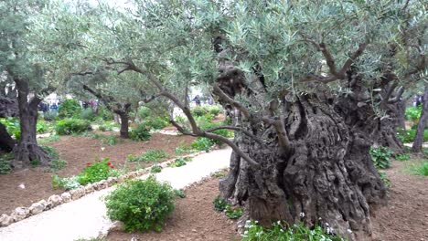 Jardín-de-Getsemaní.-Jerusalén.-Ciudad-vieja