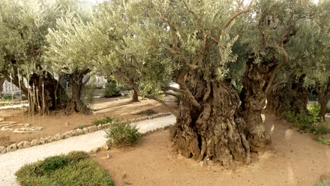 Nahaufnahme-von-einem-alten-Olivenbaum-im-Garten-von-Gethsemane,-jerusalem