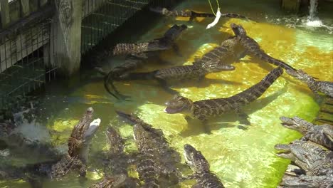 Aligators-breeding-farm-in-the-Florida