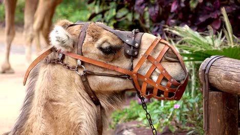 Arabian-camel-in-muzzle-in-4k