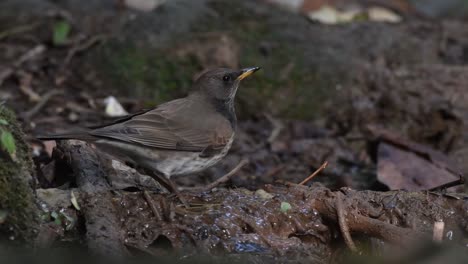 Black-throated-Drossel-(Turdus-Atrogularis)-Trinkwasser