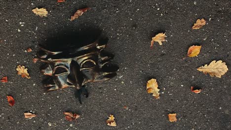 Carnaval-Mask-Autumn-leafs-Moscow-street-hd-footage-evening