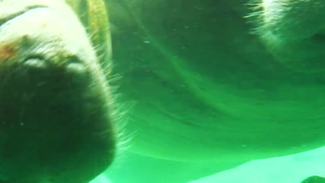 Manatee-eating-close-up