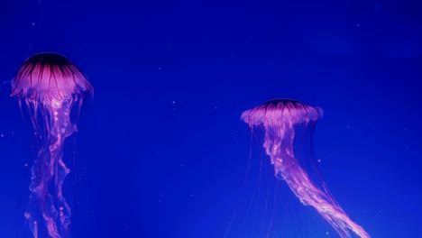 Red-glowing-jellyfish-moving-in-the-dark-blue-water.