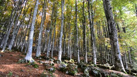 Eine-leichte-Brise-lässt-die-Blätter-in-den-Wald-fallen