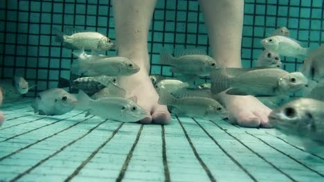 Underwater-Fish-Spa-Pedicure-Closeup