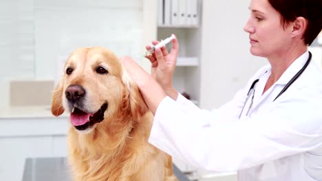 Labrador-bekommen-Behandlung-von-Tierarzt