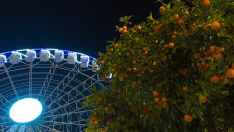 Spanien-Sevilla-Nacht-leichte-Mandarinen-Baum-Riesenrad-4-k-Zeitraffer