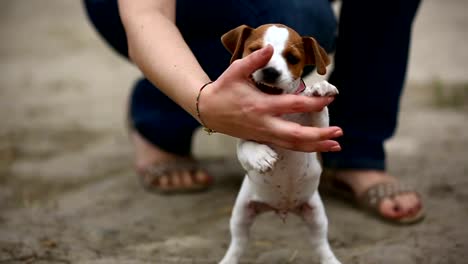 Fröhliche-Welpen-Jack-Russell-terrier