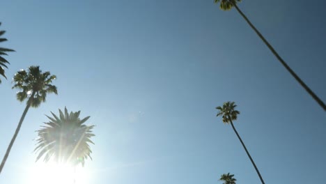 Drive-down-a-palm-tree-lined-street-in-sunny-Hollywood-California-USA