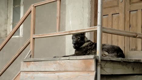 Angry-dog-guards-the-house-on-the-steps,-Mestia,-Georgia