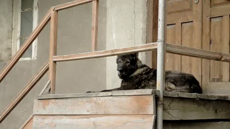 Böser-Hund-bewacht-das-Haus-auf-der-Treppe,-Mestia,-Georgia