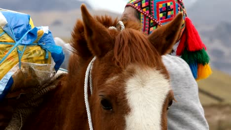 Quechua-Mann-laden-Pferd.