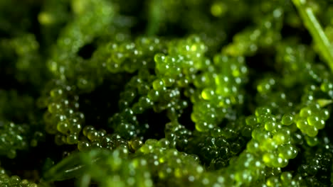 Sea-grapes-(-green-caviar-)-seaweed,