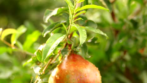 Fruta-inmadura-pomegrenade-mano