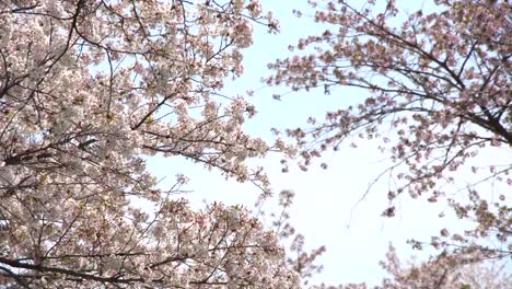 Beautiful-Sakura,-cherry-blossoms,-spring