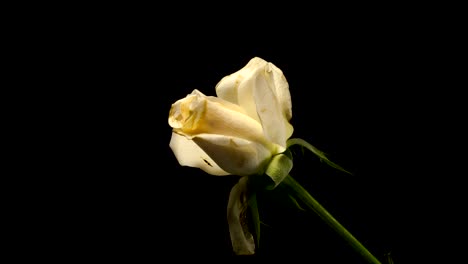 One-withering-rose-on-black-background--timelapse