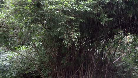 Rain-and-trees---Indian-monsoon