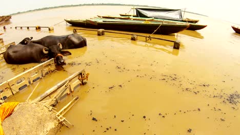 Zwei-Büffel-im-Fluss-Ganga-schwarze-Kohlen-schwimmen-in-braunen-Wasserbooten-auf-einer-überfluteten-Manikarnika-Einäscherungsghat