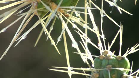 Wasser-mit-Tropfenmuster-auf-die-cactus-HD