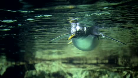 Penguin-Unterwasser--