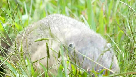 Groundhog-Essen-Gras-in-den-Blue-Ridge-Mountains-in-der-Nähe-der-Asheville