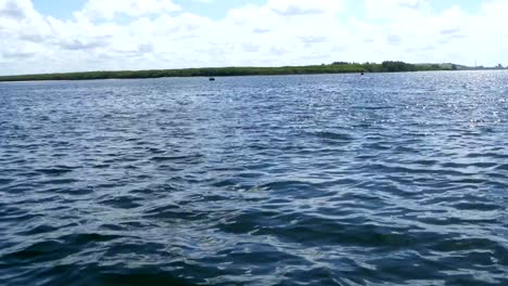 Varios-en-aguas-de-la-piscina-de-delfines,-Florida