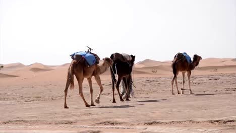 A-small-caravan-of-camels-and-beduins-walking-on-the-plains-appoaching-the-sand-dunes