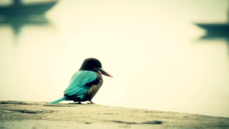 kingfisher-surveying-the-Ganges