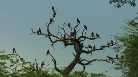 Locked-On-shot-of-flock-of-eagles-on-tree,-National-Zoological-Park,-Delhi,-India