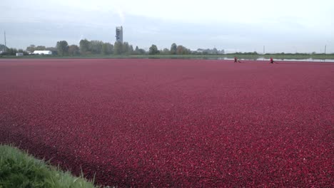 Flooded-Cranberry-Bog-Ready-for-Harvest