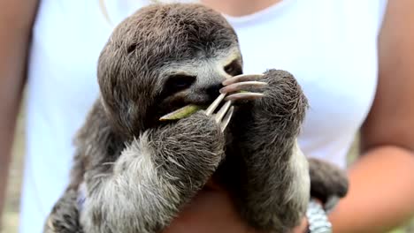 Young-sloth