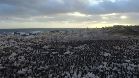 Aerial-of-100's-of-Penguins-and-Sea-Birds-at-Sunset-in-Betty's-Bay,-South-Africa