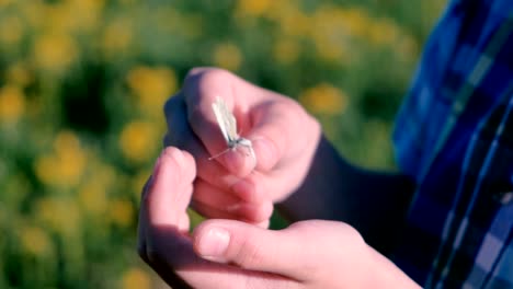 Butterfly-in-the-boy's-hands.-Close-up-hands.