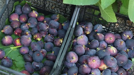 Fig-Tree-Fruit-Harvest