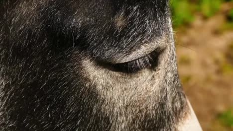 a-donkey's-eye,-a-donkey-standing-wisely-in-the-ranch,