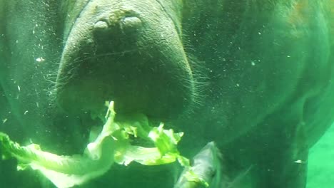 Manatee-feeding-underwater